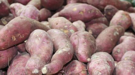 Tartható-e az édesburgonya tél végéig? Igen!