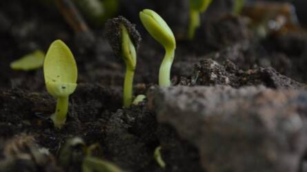 Savanyú vagy lúgos a talaj? Derítse ki otthon!