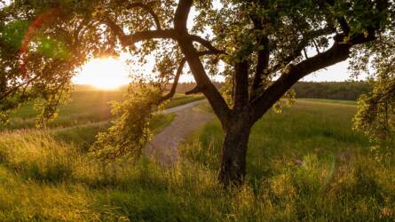 Miként kezeljük ősszel a fákon megjelent mézgát, rákos sebeket?