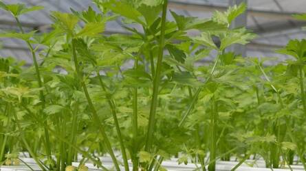 Bővül a kiskultúrás növényvédelem eszköztára