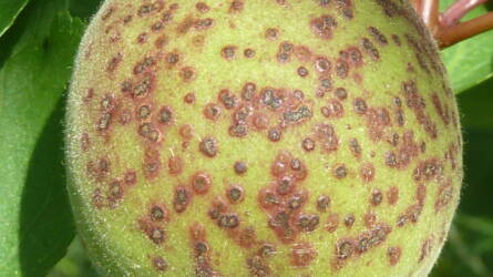 Biokertben is kötelező! Az őszi lemosó permetezés titkai