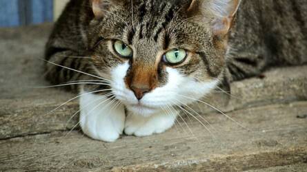 Egészen furcsa viselkedést mutat a magyar házi macskák ötöde, friss kutatás fejtette meg a titkot