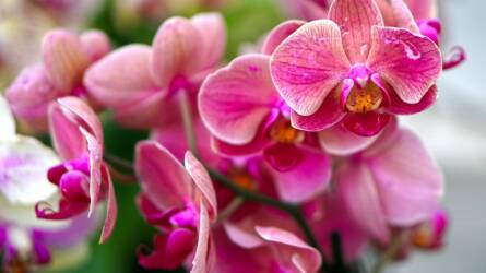 Orchidea és Bromélia Kiállítás