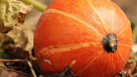 Melyik tök héja ehető? Itt a válasz!