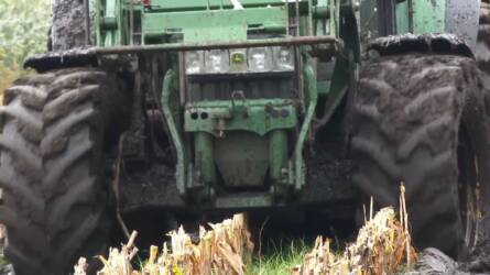 Sárban aratják a silókukoricát, két traktor húzza a pótkocsit