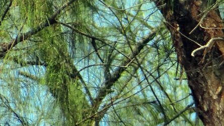 Casuarina – a nitrogént megkötő trópusi fa