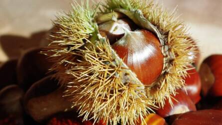 Fagyasztott gesztenye: a házi tartósítás titkai