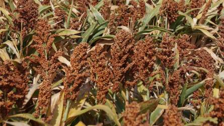 Alapművelési eljárások hatása a talaj agronómiai szerkezetére másodvetésű szemes cirok termesztése során