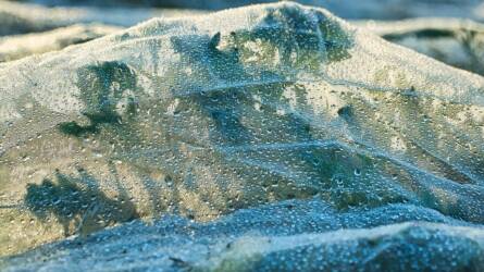 Milyen dísznövényeket érdemes takarással védeni a fagytól?