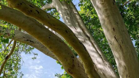 A kert „feketelistája” – fák, amiket jobb kerülni