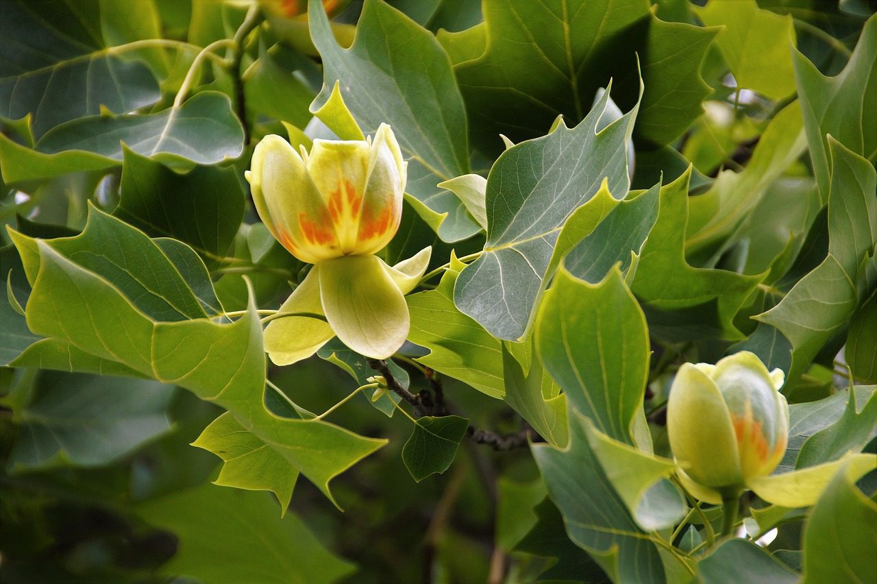 Tulipánfa