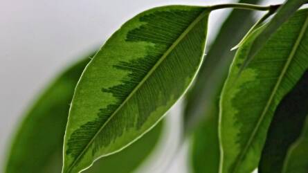 Miért hullajtja a leveleit a Ficus benjamina?