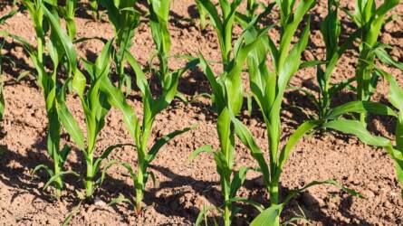 Rejtélyes módon fejlődött harsány zöld kukorica a csontszáraz talajban, de van vele egy óriási bökkenő