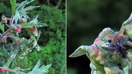 A gubacsokról, 12. rész - A gubacsok belső szerkezete - levélgubacsok: a redőgubacsok