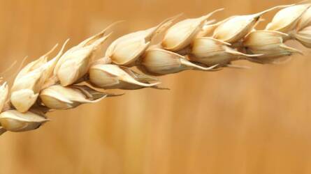 Kína újra vásárol amerikai terményeket