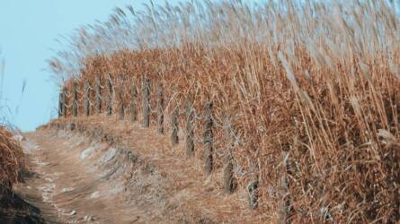 A búza ára enyhén emelkedett hálaadás ünnepe előtt