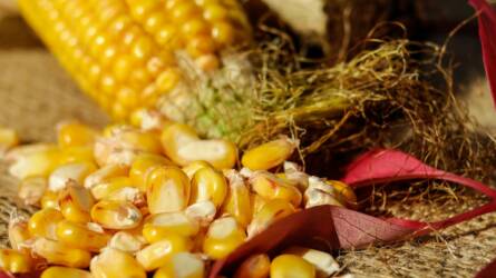 Drágult a kukorica az erős exportértékesítési adatok hírére
