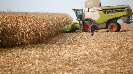 Ismét bizonyítottak a KWS kukoricahibridek az MKK TOP20 kísérletekben!