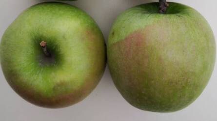 Miért piros a zöld alma?