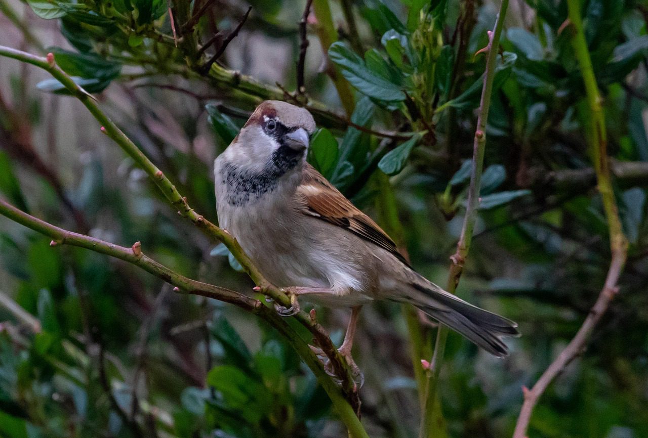 A madarak legnagyobb téli segítségei a sűrű ágrendszerű bogyótermésűek