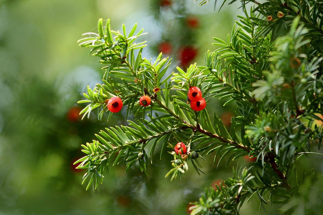 A szárazságtűrő tiszafa hatékonyan használ fel a talaj vízkészletéből