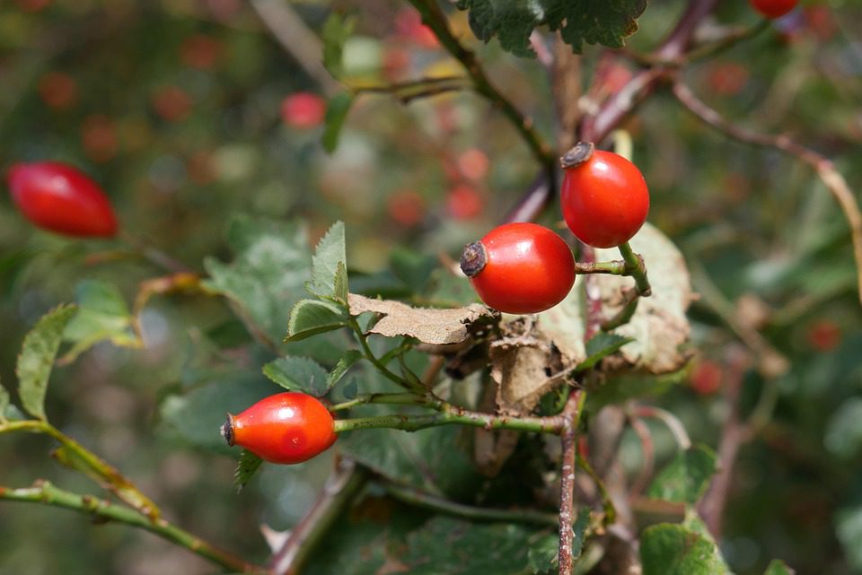 A vadrózsa termése nemcsak számunkra kiemelkedően fontos