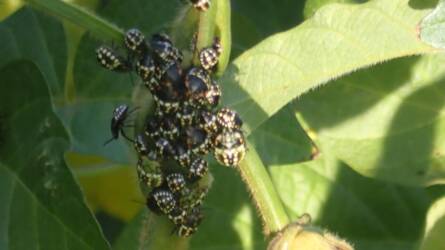 Ki és hogyan telel át – Túlélési praktikák a rovarvilágból