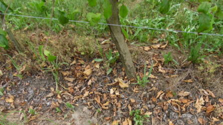 Mit csinálnak télvíz idején a növénykórokozók?