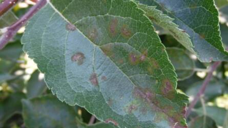 A komposzt, ami fertőzhet is!