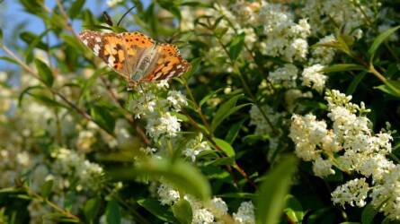 Ökológiai sövény – a fenntartható, fajgazdag kert élő védőfala