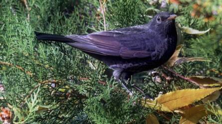 Az ökológiai sövény növényei