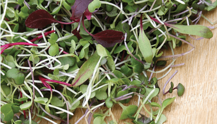 Mi a különbség a mikrozöld és a csíra között?