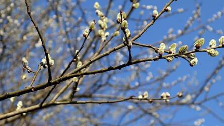 November 30-ig szavazhatunk a 2026-os Év Fájára!