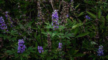 Ökológiai sövény gondozása