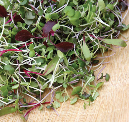 A mikrozöldek felhasználása rendkívül sokrétű