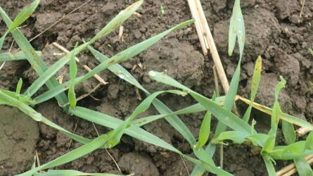 Amikor a csapadék már a kórokozóknak kedvez