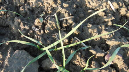 Őszi roham: újra támad a csócsárló!