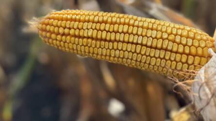 Szélsőségekre hangolva – megérkeztek a DEKALB idei újdonságai