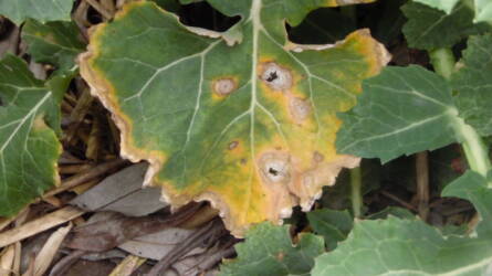 Veszélyben a repce: terjed a fómás levélfoltosság