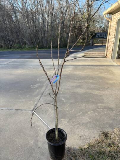 Fának nevelhető fügenövény