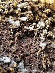 Fehérszínű kiválás a talajon