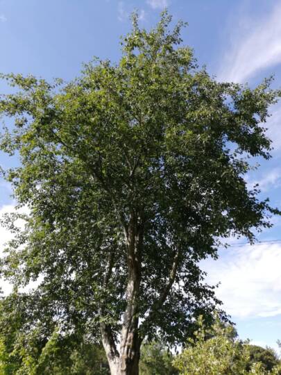 Hamvas éger -kép forrása International Dendrology Society