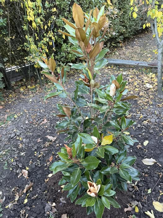 Hogyan teleltessem tavaszi ültetésű magnóliámat (kérdező felvétele)