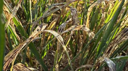 Hogyan védekezhetünk az őszi árpa egyik legveszélyesebb kórokozója ellen?