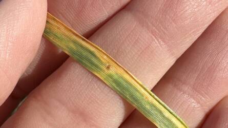 Miért fontos figyelni a rezisztenciára fajtaválasztáskor?