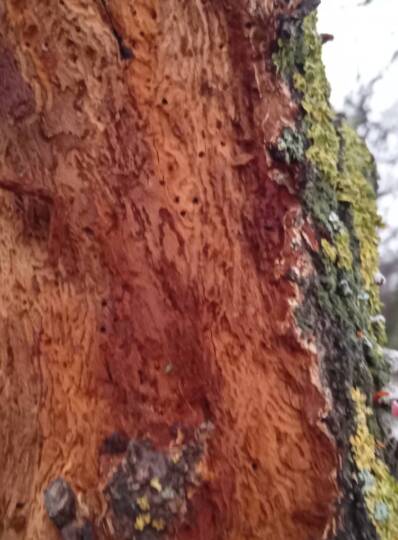 Kajszibarack faágán szúkártétel