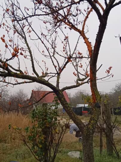 Kajszifán szú, monília és farontógomba kombinált fertőzés