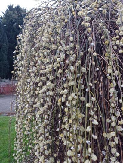 Kecskefűz virágzásban - kép forrása International Dendrology Society