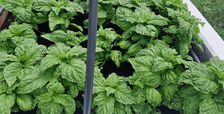 Klímaadaptív növénynevelés magyar fejlesztésben