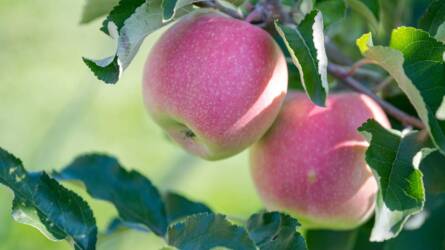 Történelmi mélyponton: veszélyben a hazai almatermesztés?